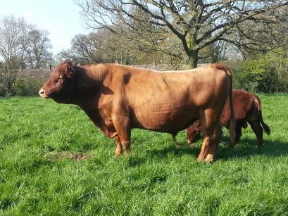 Dexter Cattle For Sale - Stoddah Tyan